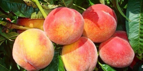 Kako posaditi breskvu i brinuti se za drvo?